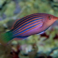   Pseudocheilinus hexataenia