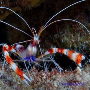   Stenopus hispidus
