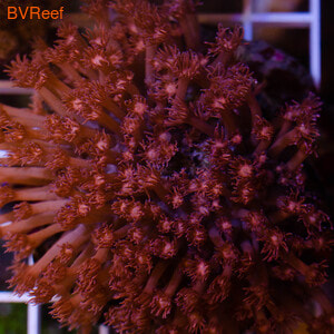   Goniopora Stokesi
