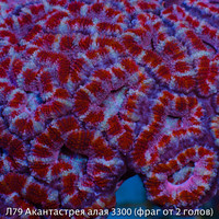 79    Acanthastrea lordhowensis 3300 (   2 )