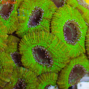 82    Acanthastrea lordhowensis 3300 (   2 )