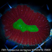 89   WYSIWYG 15800