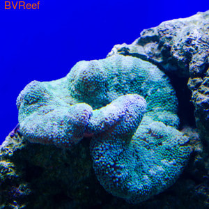   Stichodactyla haddoni