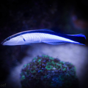   Labroides dimidiatus