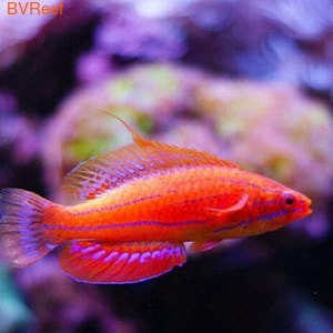   Paracheilinus carpenteri