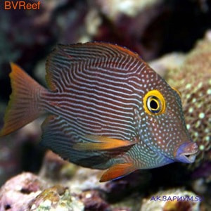 -  Ctenochaetus strigosus