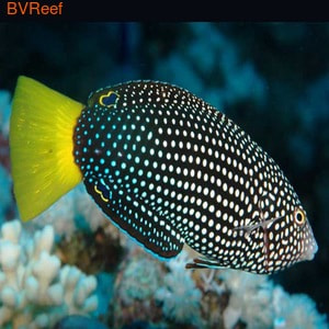   (Anampses melanurus)
