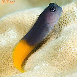   (Ecsenius bicolor)