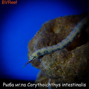   Corythoichthys intestinalis