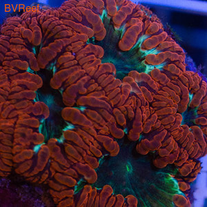    Blastomussa Wellsi