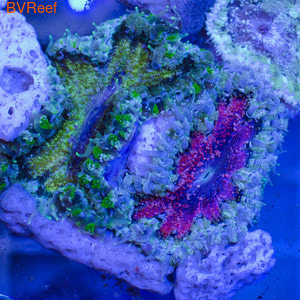 38   Rock Flower Anemon 3000