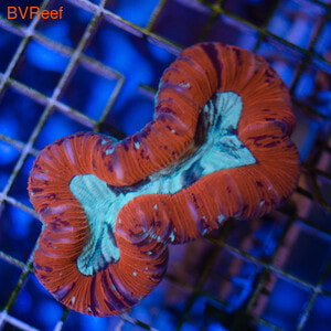27    (Trachyphyllia Geoffroyi)