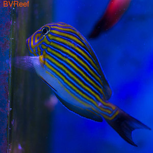  Acanthurus lineatus