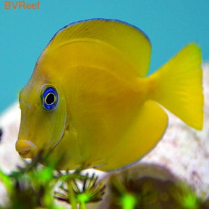   Acanthurus olivaceus