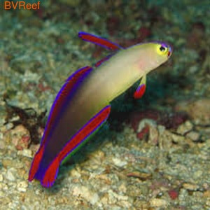  Nemateleotris decora