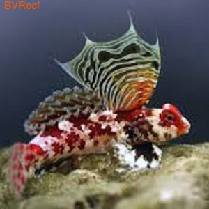    Synchiropus stellatus