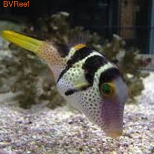   Canthigaster valentini