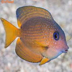    Ctenochaetus binotatus