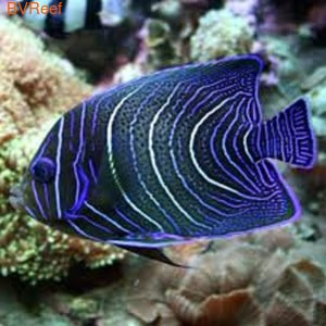    Pomacanthus semicirculatus