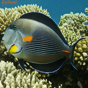   Acanthurus sohal 