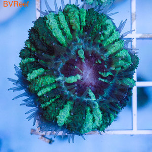    Acanthastrea lordhowensis WYSIWYG