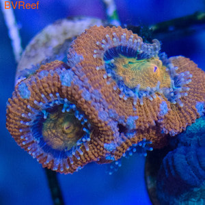    Acanthastrea lordhowensis WYSIWYG