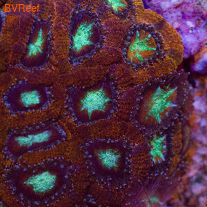     Acanthastrea lordhowensis
