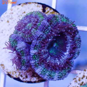      Acanthastrea lordhowensis WYSIWYG