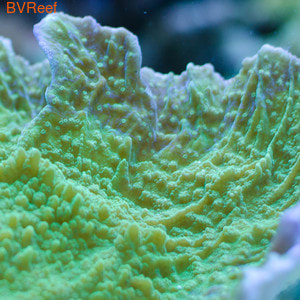    Montipora sp