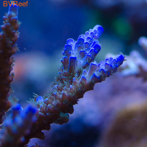     ( Blue Tip Acropora Tenuis)