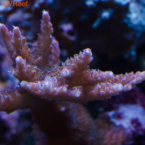    (Pinc Acropora)