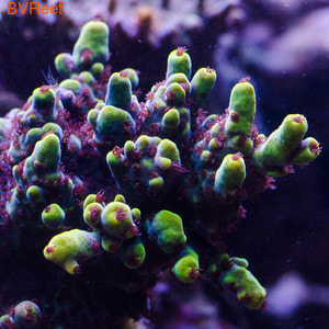      ( Acropora sp)