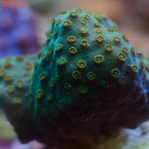  Cyphastrea sp