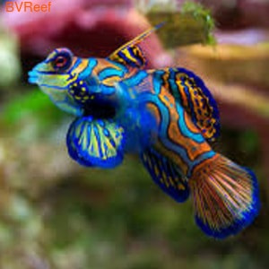   Synchiropus splendidus