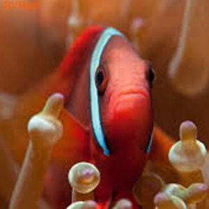   Amphiprion frenatus