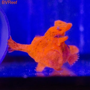   Antennarius maculatus