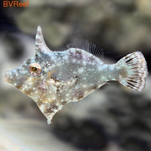 - Acreichthys tomentosus