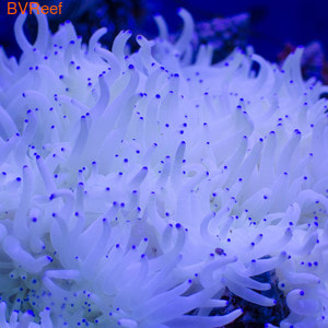    Heteractis malu