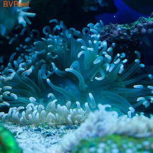      	Macrodactyla doreensis