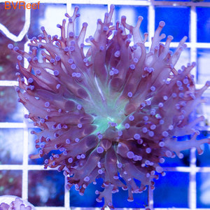    EUPHYLLIA DIVISA