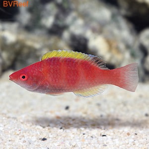    Yellowfin fairy-wrasse