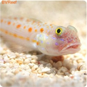 -  Diamond watchman goby