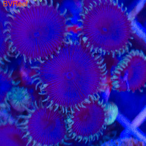 Purple Death 
