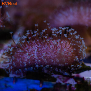  (Sarcophyton sp.)
