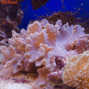   (SINULARIA DURA)