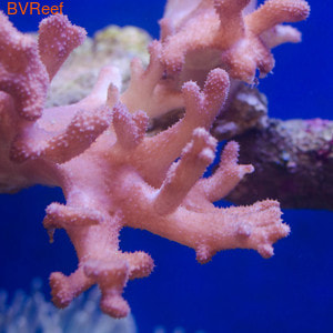    (Sinularia sp.)