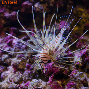 -  () Pterois volitans