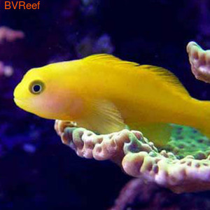    (Gobiodon okinawae)
