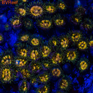 Sand Polyp- Orange/Yellow