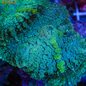   Rhodactis sp.